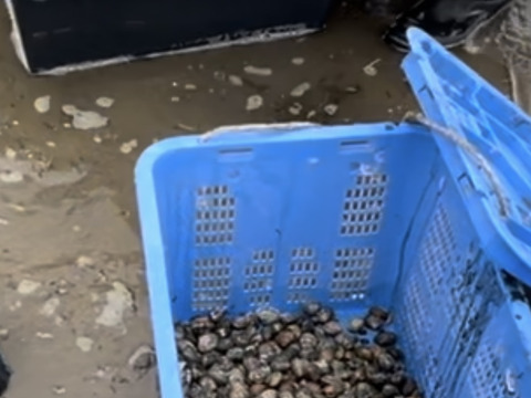 国産あさり（アサリ）1kg 生まれも育ちも『鹿児島県産！天然養殖アサリ』