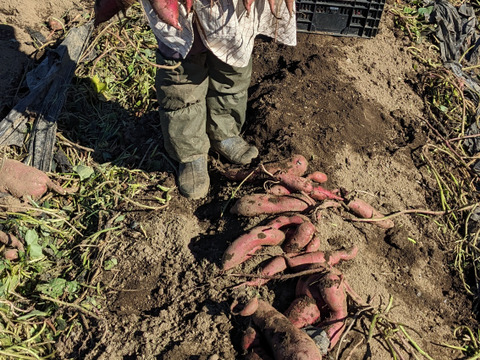 ねっとり甘い！さつまいも（紅はるか）１.８キロ【茨城県産】