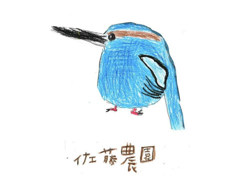 濃厚な甘さとコク！岡山県オリジナル品種「オーロラブラック」