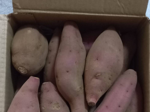 食べ頃サイズ！ホクホク食感！さつまいも　【紅あずま】1.8kg S/SSサイズ