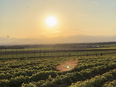 小さな長芋の大きなパワー‼️💪😤【長芋5kg】土付きで長持ち‼️