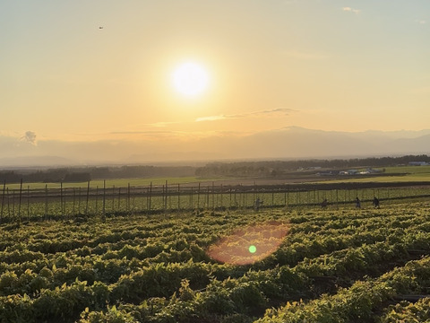 【中サイズ長芋１kg】★組み合わせ自由なセット★１kg単位でお好きな量‼️(中サイズ長芋.じゃがいも.ごぼう.玉ねぎ)