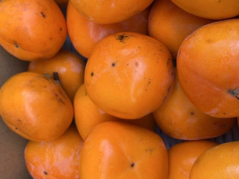 《干し柿用 渋柿》訳あり 平核無柿 3キロ箱