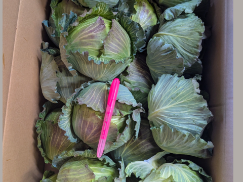 小さい寒玉キャベツ14キロ入り