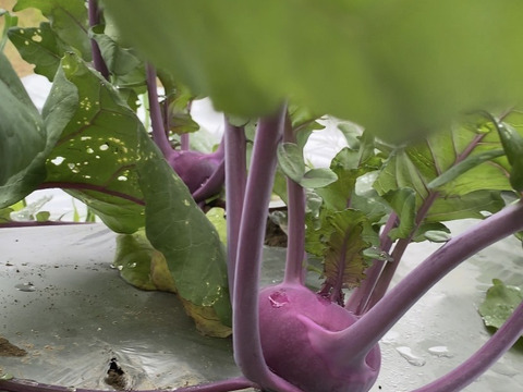 シャキシャキした歯ごたえ　イタリア野菜　コールラビ　１kg（４個以上）