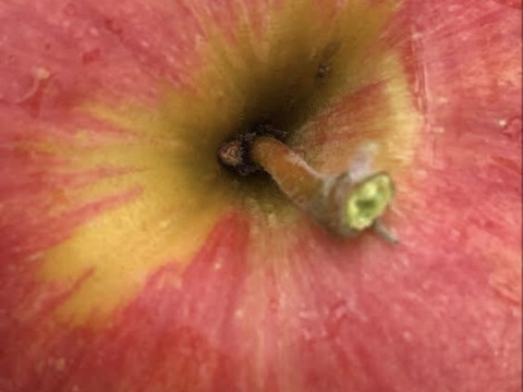 [9月上旬発送] たっぷり果汁と優しい甘み　KimuraFarm謹製　葉とらずつがる　3kg