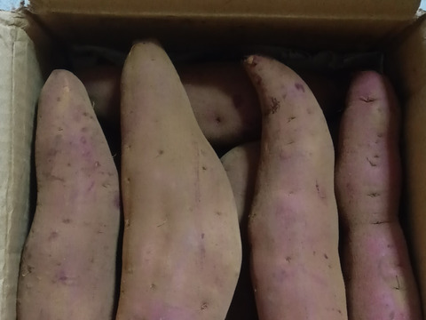 栗のようなホクホク食感！千葉県香取市産さつまいも
【紅あずま】1.5kg S・M