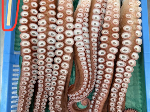 【インパクト大！】北海道白老産　活茹で水だこ（足）1.4㎏1本【3等分真空加工】