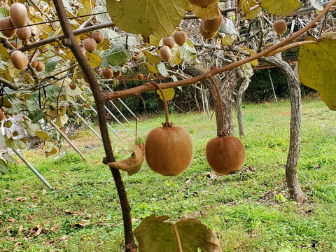 肥料農薬不使用の自然栽培キウイ 約3kg 小玉変形ミックスのご自宅用 大分県産 食べチョク 農家 漁師の産直ネット通販 旬の食材を生産者直送 肥料農薬不使用の自然栽培キウイ 約3kg 小玉変形ミックスのご自宅用 大分県産 食べチョク 農家 漁師の産直ネット通販 旬の食材を生産者直送