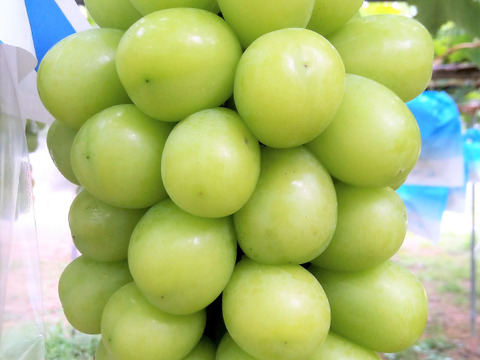【特別栽培】二十世紀梨2.5kg(6個)、ピオーネとシャインマスカット2kg(3~4房)のセット