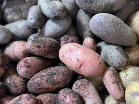 訳あり！カラフル！『ミニ』 じゃがいも 2種セット(合計1.8kg)規格外品