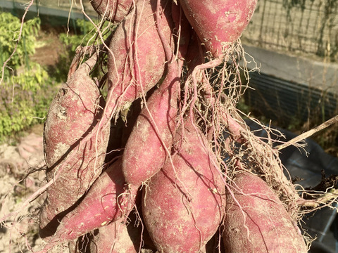 【肥料農薬を知らない】自然栽培サツマイモ（1.8kg）