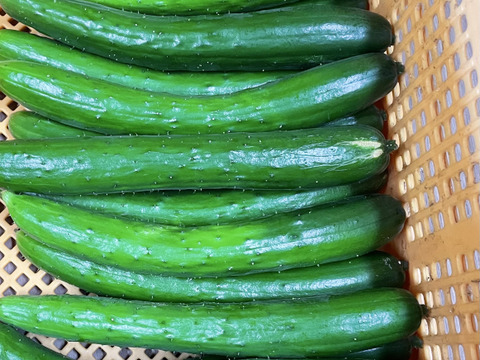 ぎーた様ご注文分