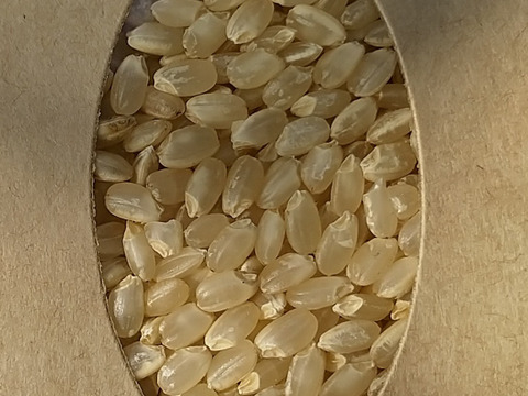 一等米【味比べ 】令和5年産【コシヒカリ玄米2kg &  マンゲツモチ玄米2kg】特別栽培米・有機質肥料のみ・動物性堆肥不使用・低農薬（80％以上削減）