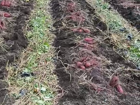 ホクホク美味しい！　京都府産　紅はるか　1.5kg