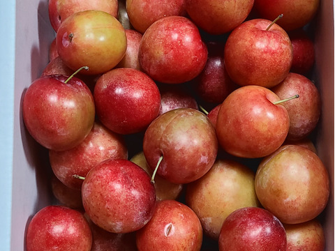 濃厚食感！メスレースモモ【サクランボサイズ】約1500g