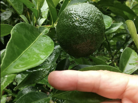 超貴重　有機JAS青柚子　玉販売 20玉 (柚子胡椒用など) 　クール便