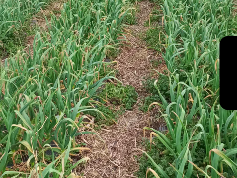 ビール酵母で育てた金剛種の葉ニンニク　3キロ　濃香、肉厚仕上げ