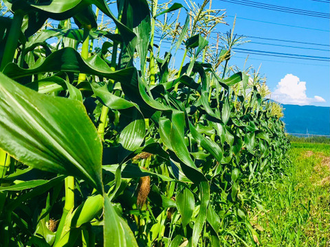 太陽の恵みいっぱい　あま～いとうもろこし（10本　約4キロ）