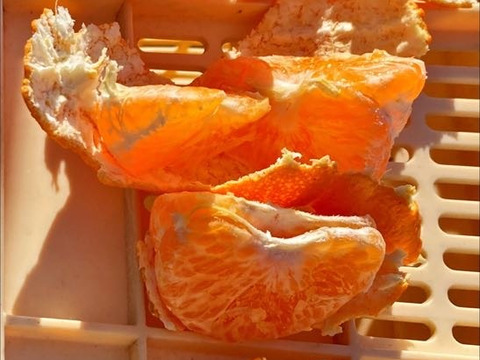 【規格外】【加工用】暴れん坊の甘平、見た目は荒れても味は嘘をつかない  加工にするなら、シッカリ酸味の残ったこの時期限定！タップリお得🉐