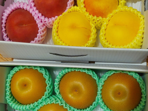 お買い得!まるせい果樹園の桃　黄桃と晩生種の詰め合わせ【おまかせ】2kg(6～11玉入り)自家用　贈答用  mix2