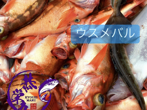 ［お買い得］釣りたて‼️ウスメバルBOX［沖メバル］鮮魚　『高級魚』