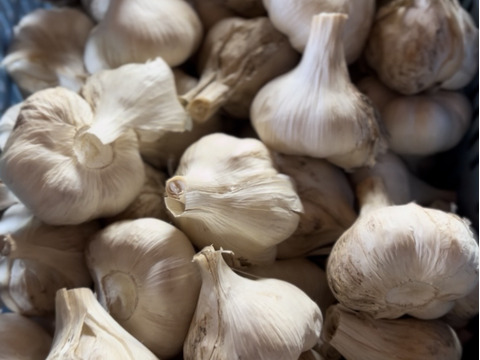 訳あり土付き「田子にんにくLサイズ30玉」約2㎏【7月中旬以降お届け】