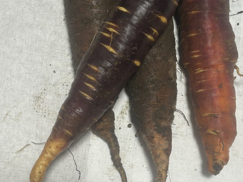 彩りにんじん3色セット　5kg