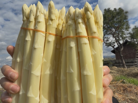 香川県産ホワイトアスパラ　2L以上サイズ1キロ「さぬきのめざめ」