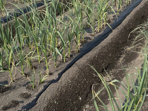 今が旬！にんにくの芽　群馬県産　有機肥料栽培　除草剤　消毒剤無使用