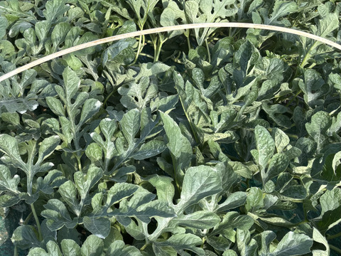 予約商品販売開始！7月6日頃から発送種無し西瓜ゴールデンジャックスイカ2Lサイズ1玉