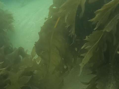 採れたて新鮮！！天然茎付き生わかめ1kg