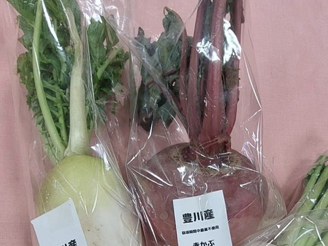 【栽培期間中 農薬・化学肥料不使用】根菜4種セット