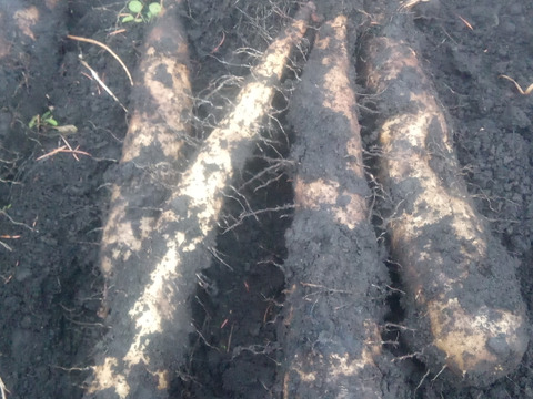 ヤマイモ食べ比べ！（ナガイモとげんこつイモ）約7kg