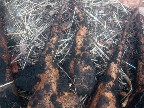 ヤマイモ食べ比べ！（ナガイモとげんこつイモ）約7kg