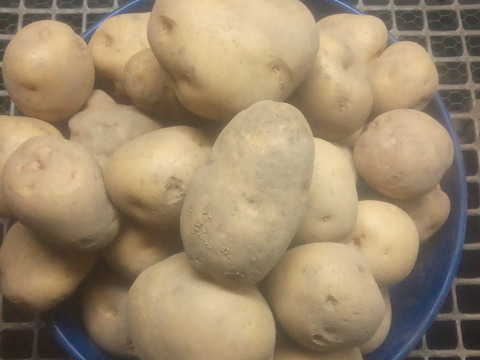 訳有品❗じゃがいも【キタアカリ】大きさ色々60サイズ　内容量1,8kg