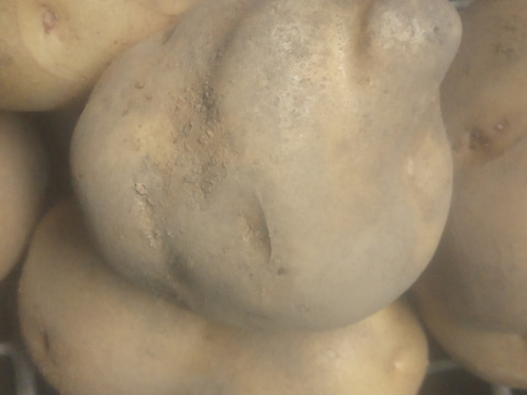 訳有品❗じゃがいも【キタアカリ】大きさ色々60サイズ　内容量1,8kg