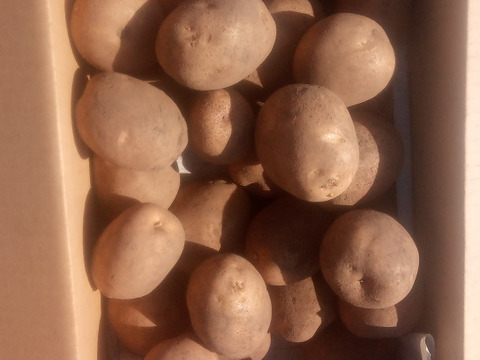 じゃがいも【オホーツクチップ】中〜大きめ
（L〜2L込）80サイズ　内容量4,7kg