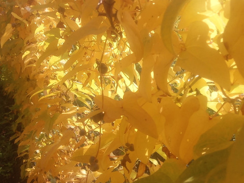 ヤマイモ食べ比べ！（ナガイモとげんこつイモ）約7kg