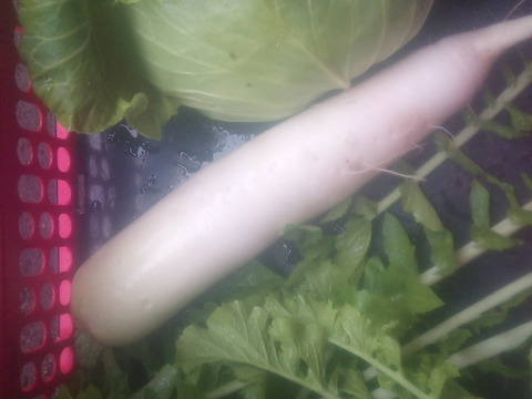 120ｻｲｽﾞ　柔らか〜い！秋キャベツ！6玉前後　♯麗峰♯419  &　美味しい秋ダイコン6本前後入り