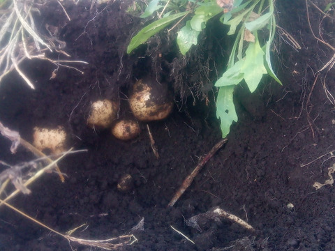 【自然栽培】【ちょっと訳あり❗】じゃがいも【キタアカリ】大きさ色々60サイズ　内容量1,8kg　※商品説明をご一読の上、「常温便」、「クール便」をご指定下さいませ。