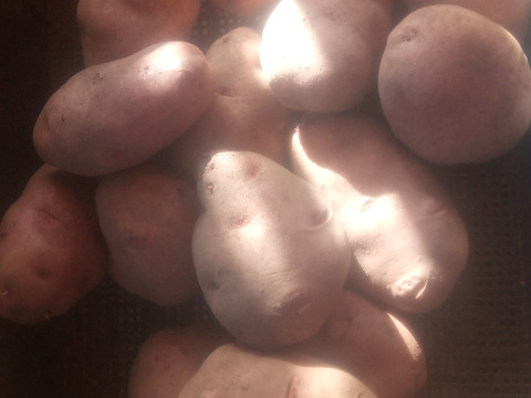 訳有品❗じゃがいも【さやあかね】大き過ぎ（3L以上）80サイズ　内容量4,7kg