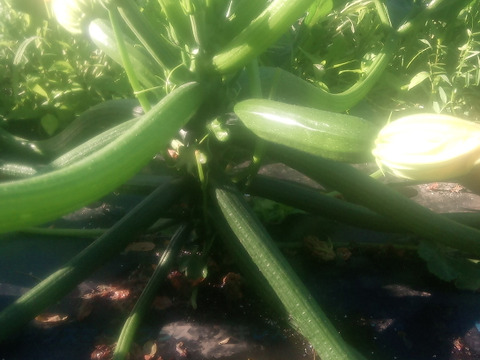 ズッキーニ！　約1.8kg