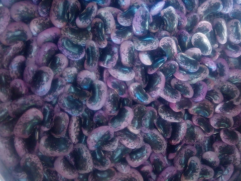 【自然栽培】高原花豆（紅花いんげん）令和6年産、1kg、大粒（平均34mm）、A品