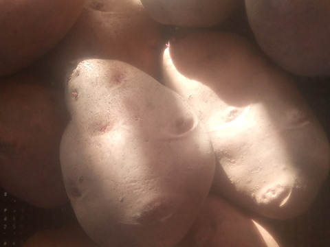 訳有品❗じゃがいも【さやあかね】大き過ぎ（3L以上）80サイズ　内容量4,7kg