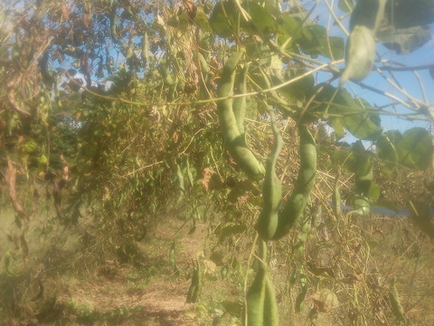 テル様専用！【自然栽培】高原花豆（紅花いんげん）令和6年産、3kg、中〜大粒（平均31mm）、B品
