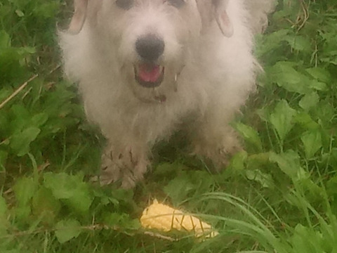 【めぐみ86】第2弾！甘〜いトウモロコシ　(約1.8kg、5本前後)