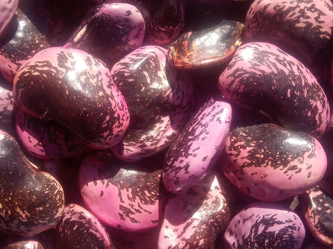 高原花豆（紅花いんげん）令和4年産、1kg、中粒（平均30mm）、B品