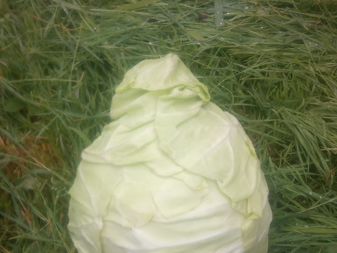 【訳有】むきむきの柔らか〜い！旬の春キャベツ　100サイズ