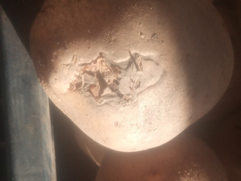 訳有品❗じゃがいも【キタアカリ】大きさ色々60サイズ　内容量1,8kg